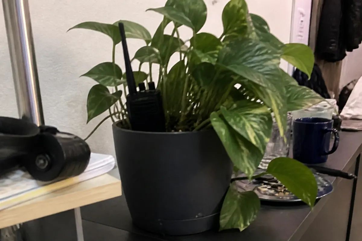 Voice of the houseplant