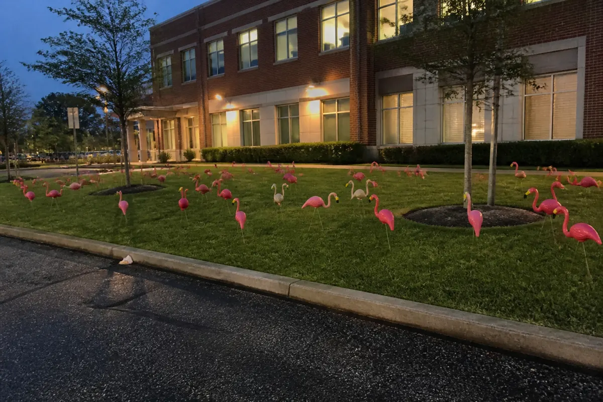 Lawn flamingos